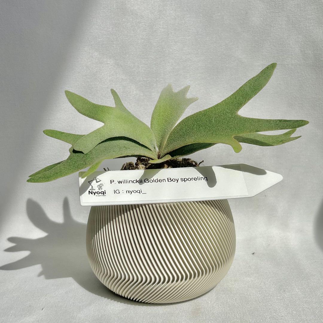 P. wilinckii Golden Boy spore【96】