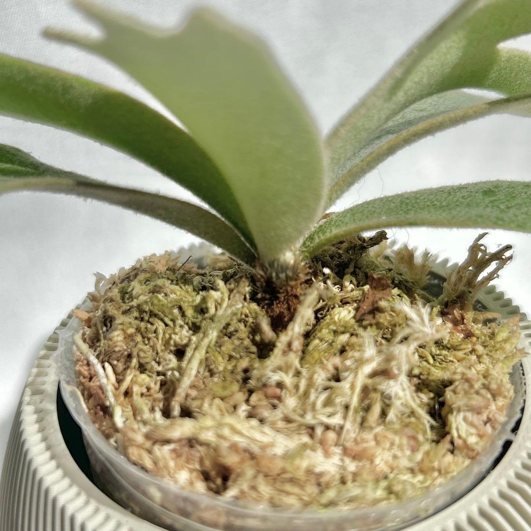 P. wilinckii Golden Boy spore【96】
