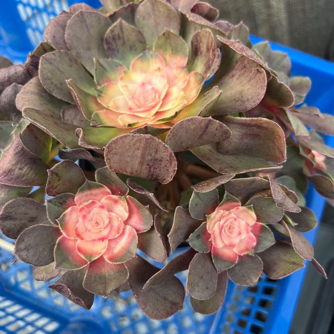 アエオニウム 多肉植物 沙拉碗錦13頭、红魔锦 、2 セット