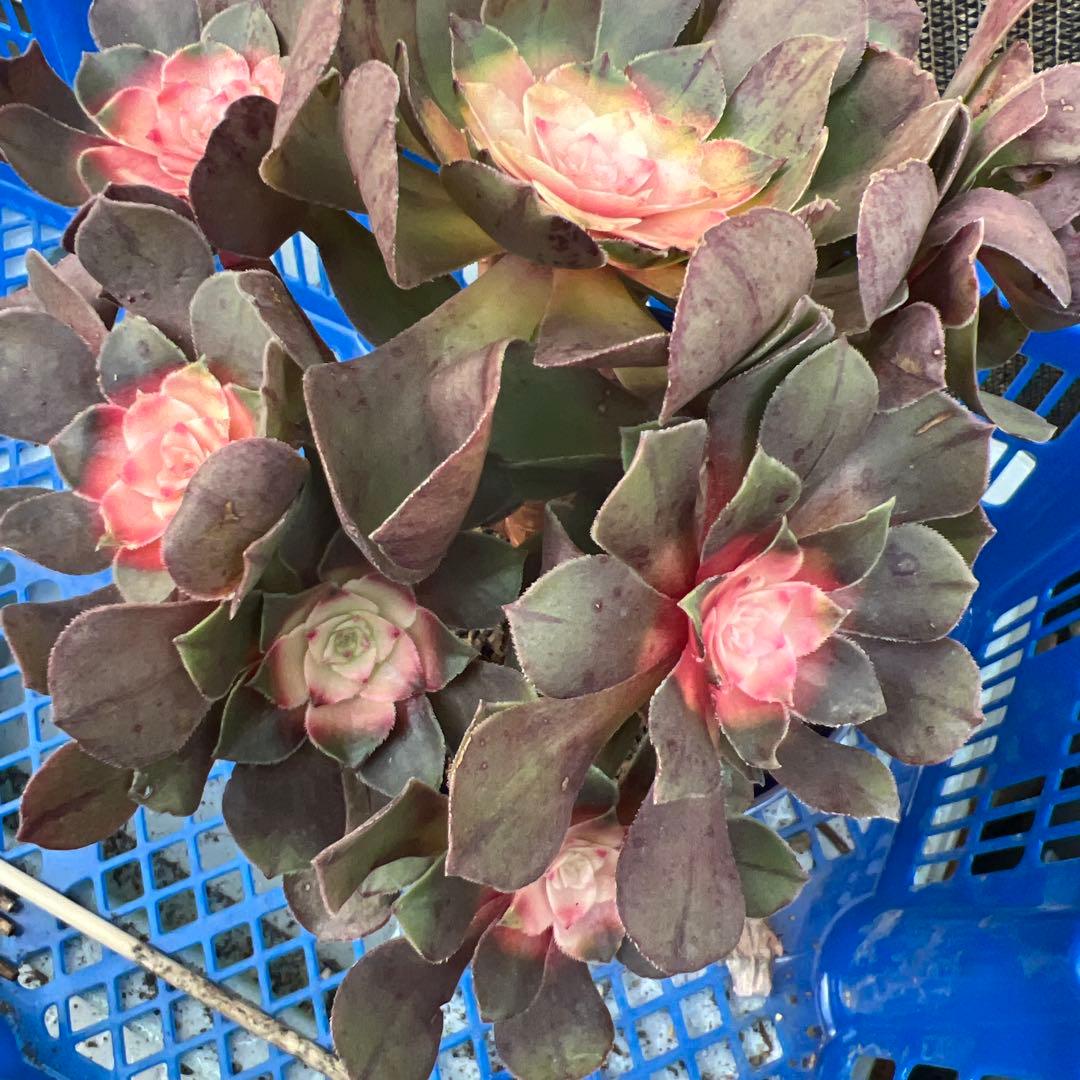 アエオニウム 多肉植物 沙拉碗錦13頭、红魔锦 、2 セット