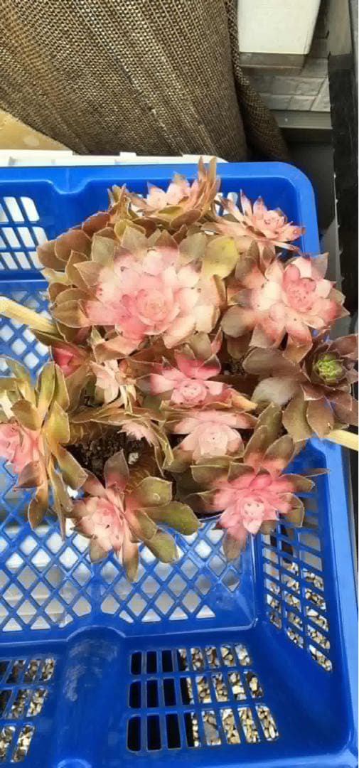 アエオニウム 多肉植物 沙拉碗錦13頭、红魔锦 、2 セット