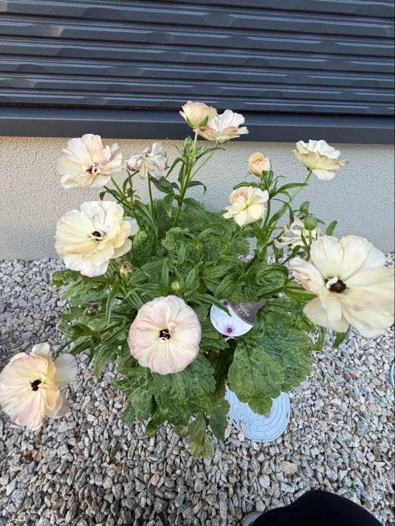 超大株　ラナンキュラスラックス　ヘスティア　タグ付き正規品　6号鉢