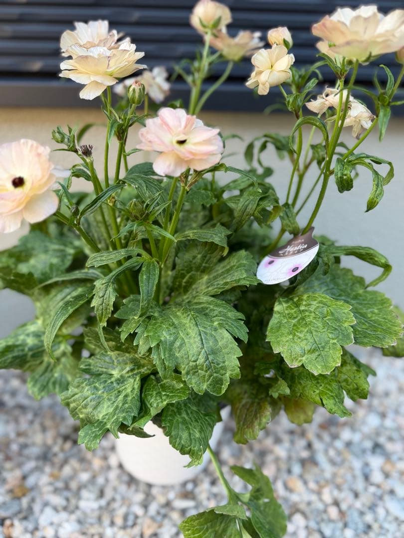 超大株　ラナンキュラスラックス　ヘスティア　タグ付き正規品　6号鉢