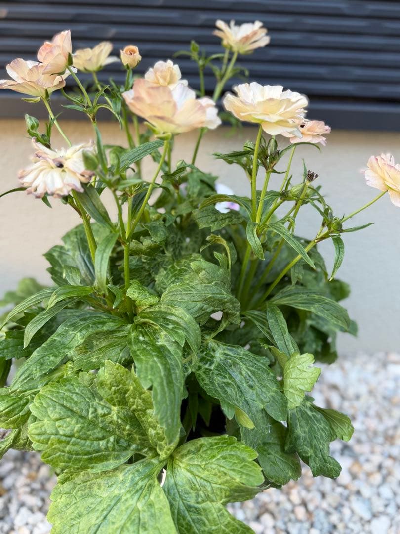 超大株　ラナンキュラスラックス　ヘスティア　タグ付き正規品　6号鉢