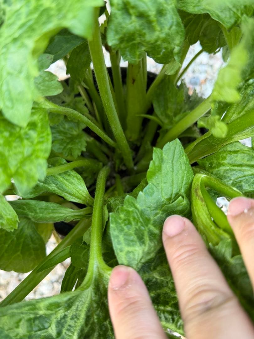 超大株　ラナンキュラスラックス　ヘスティア　タグ付き正規品　6号鉢