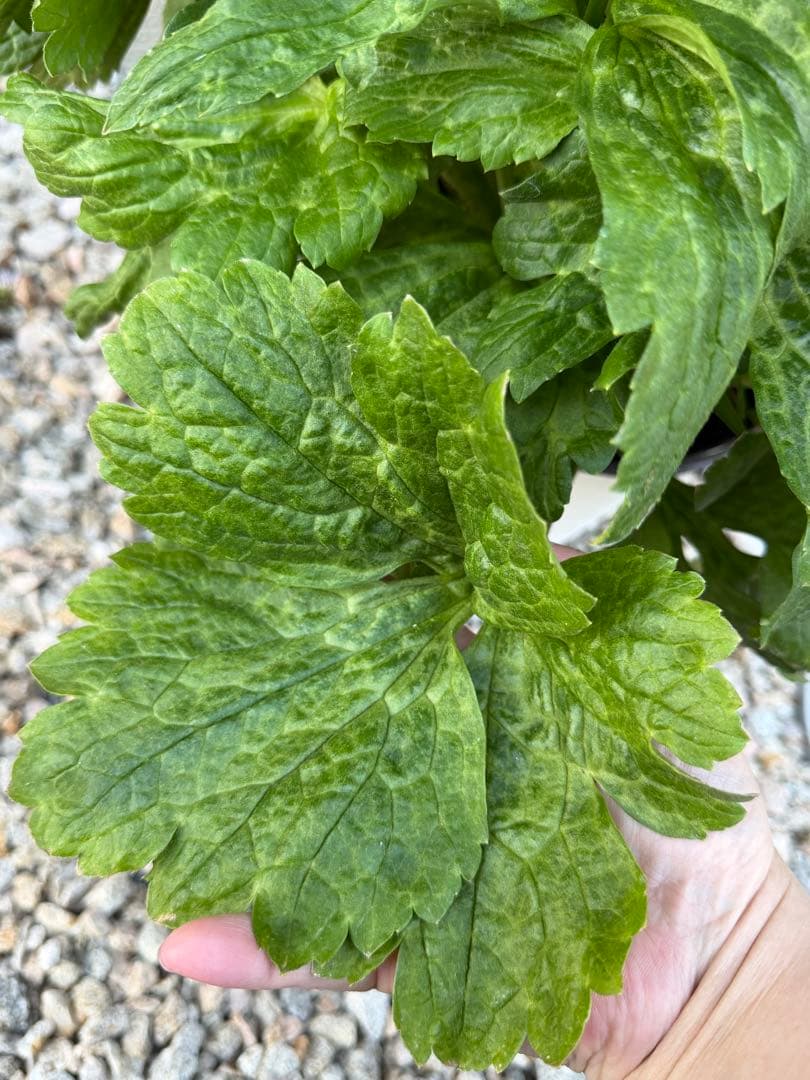 超大株　ラナンキュラスラックス　ヘスティア　タグ付き正規品　6号鉢