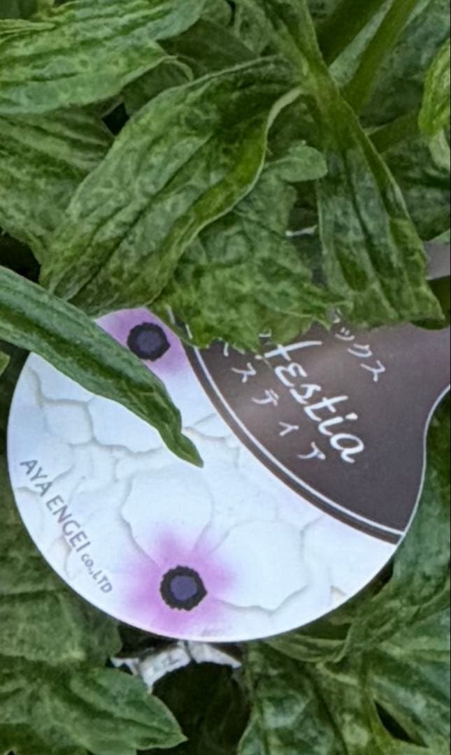 超大株　ラナンキュラスラックス　ヘスティア　タグ付き正規品　6号鉢