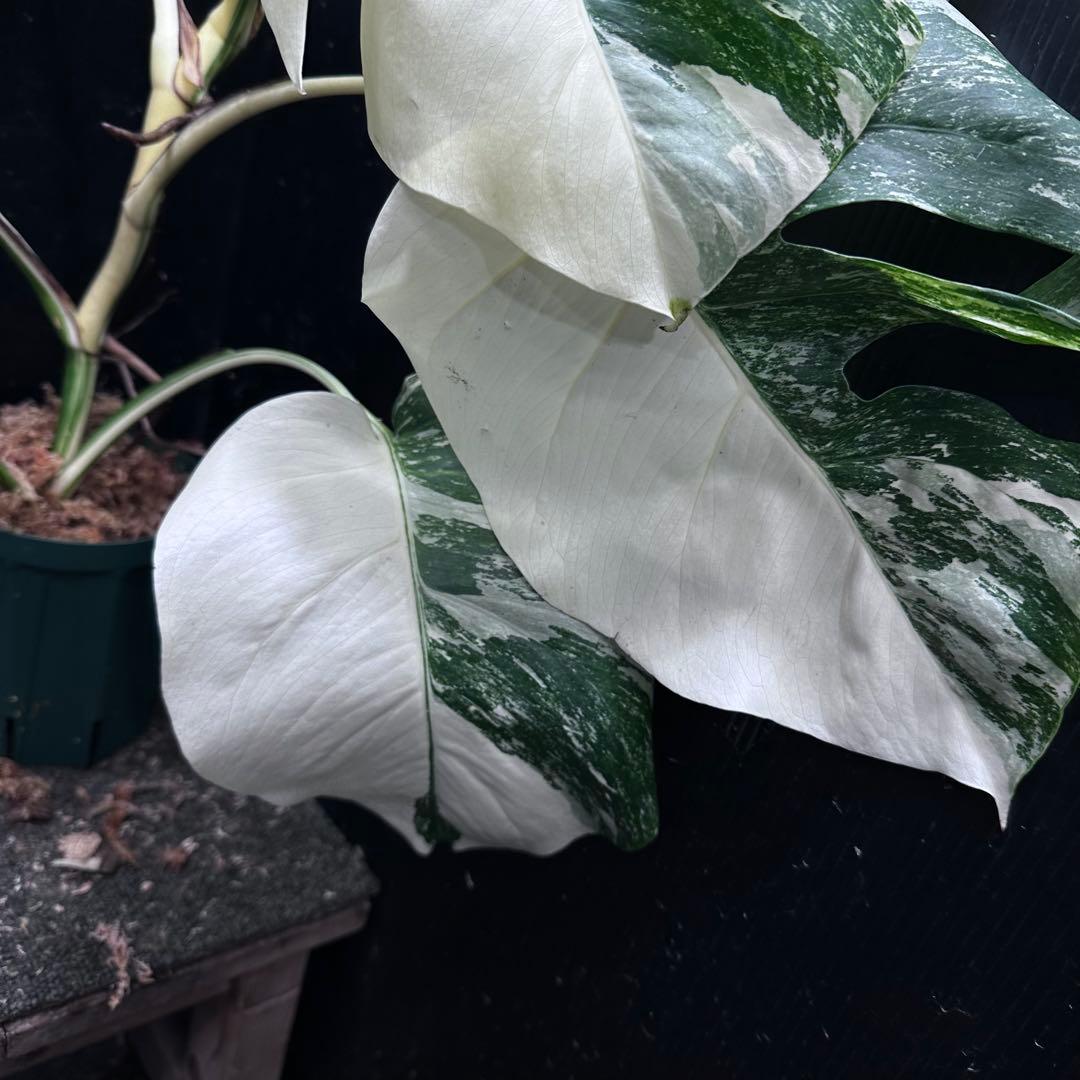 斑入りモンステラ ホワイトタイガー極美大株63cm白斑多