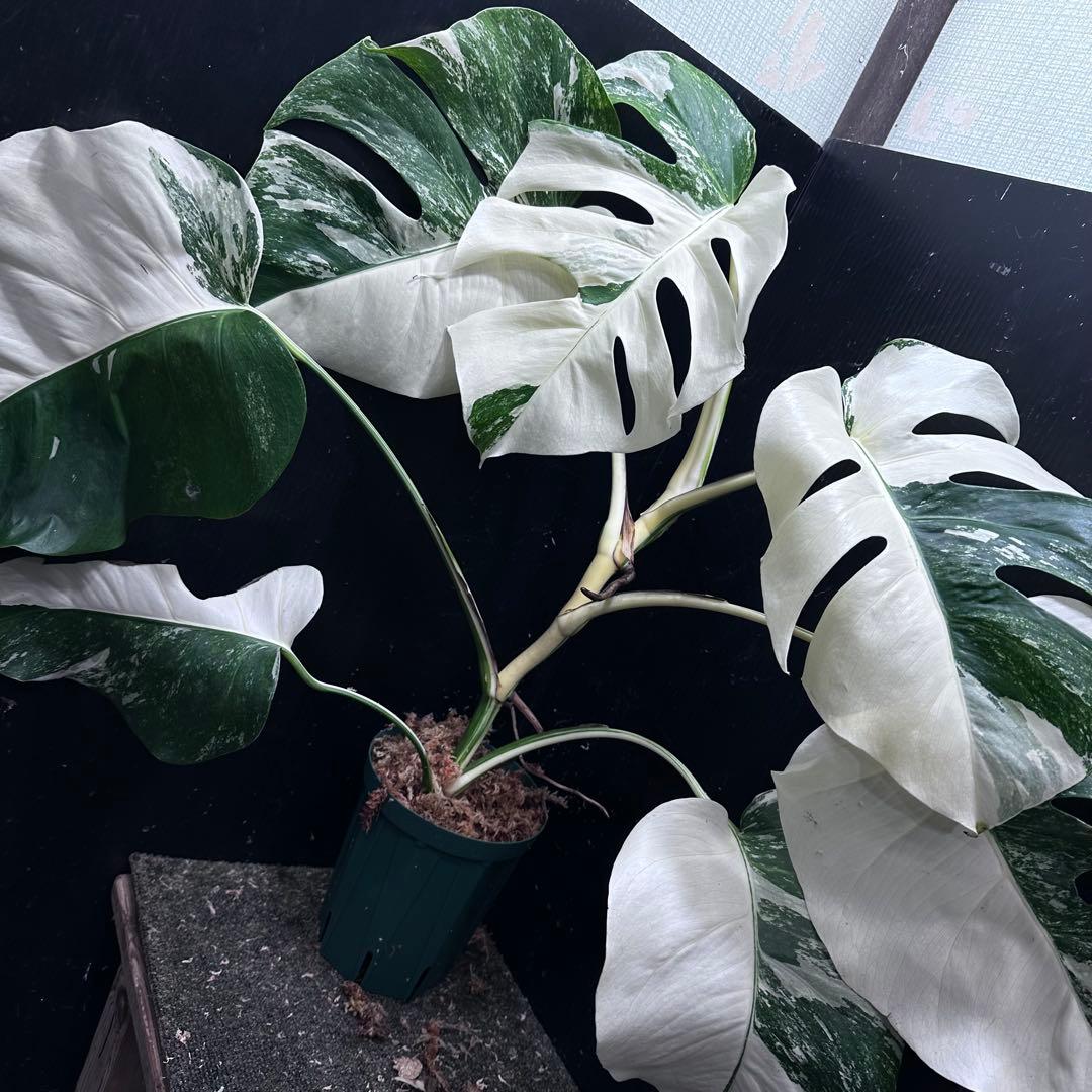 斑入りモンステラ ホワイトタイガー極美大株63cm白斑多