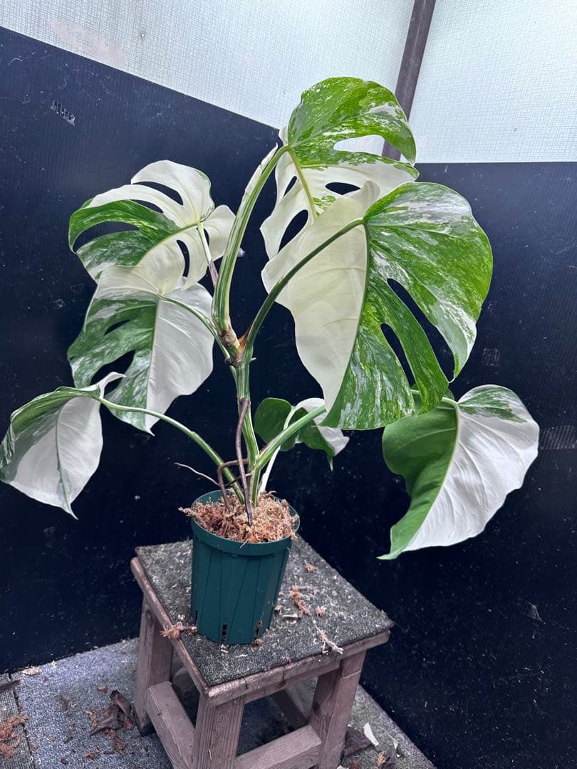 斑入りモンステラ ホワイトタイガー極美大株63cm白斑多