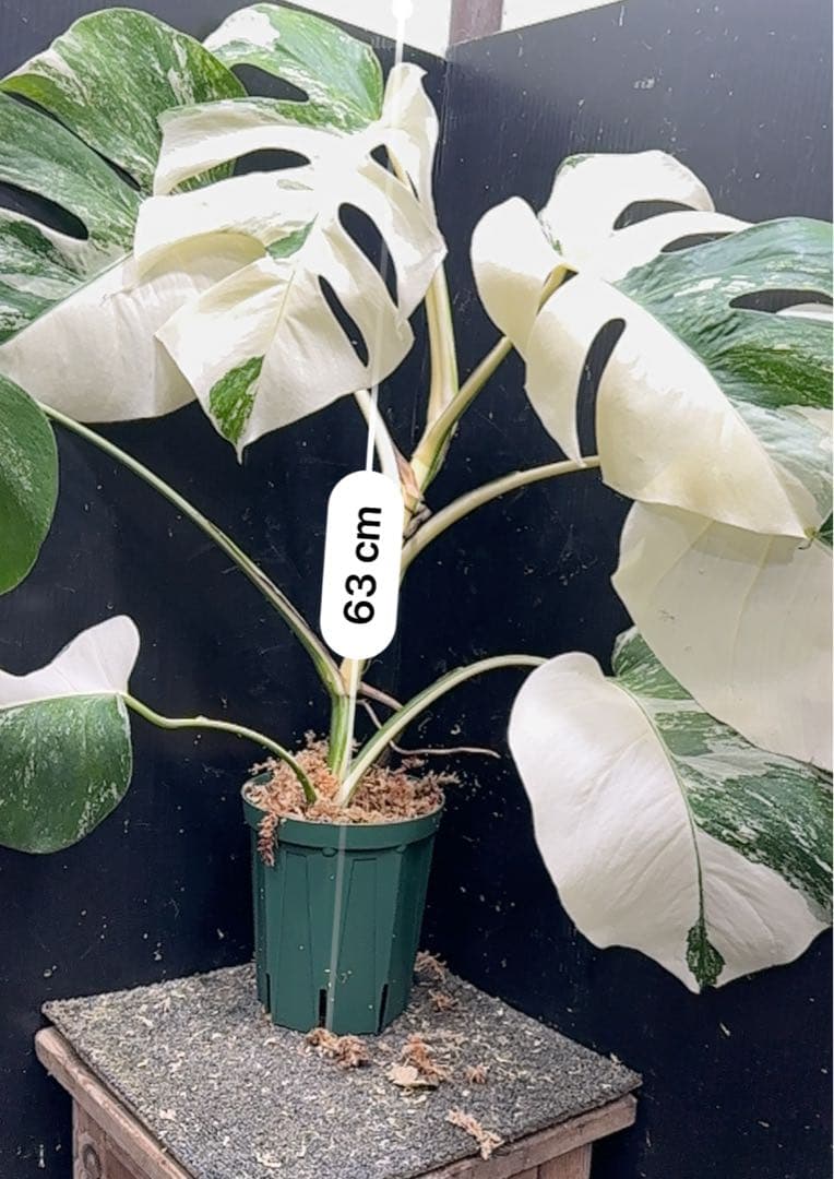 斑入りモンステラ ホワイトタイガー極美大株63cm白斑多