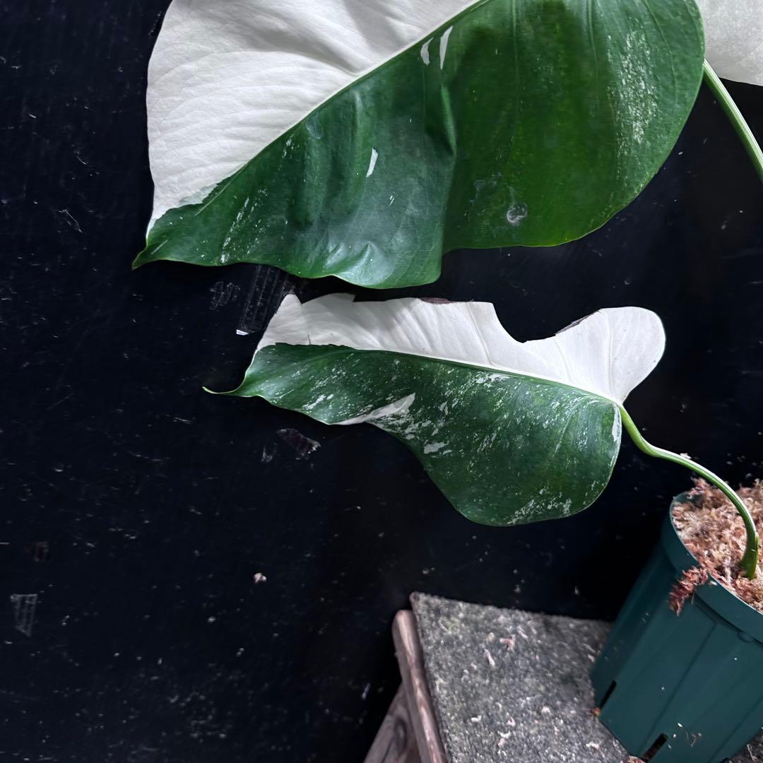 斑入りモンステラ ホワイトタイガー極美大株63cm白斑多