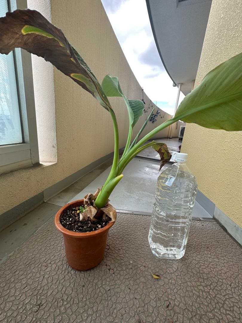 地湧金蓮（ウンナンチユウキンレン)  地湧金蓮