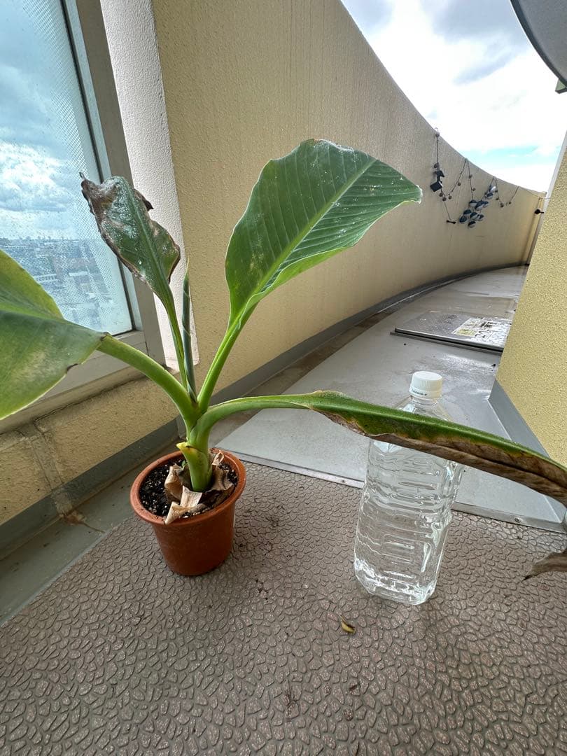 地湧金蓮（ウンナンチユウキンレン)  地湧金蓮