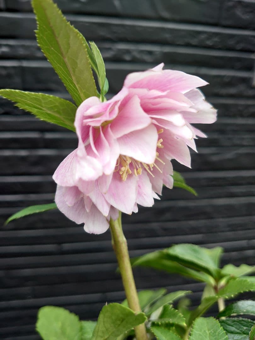 広瀬園芸　クリスマスローズ　Ｏ