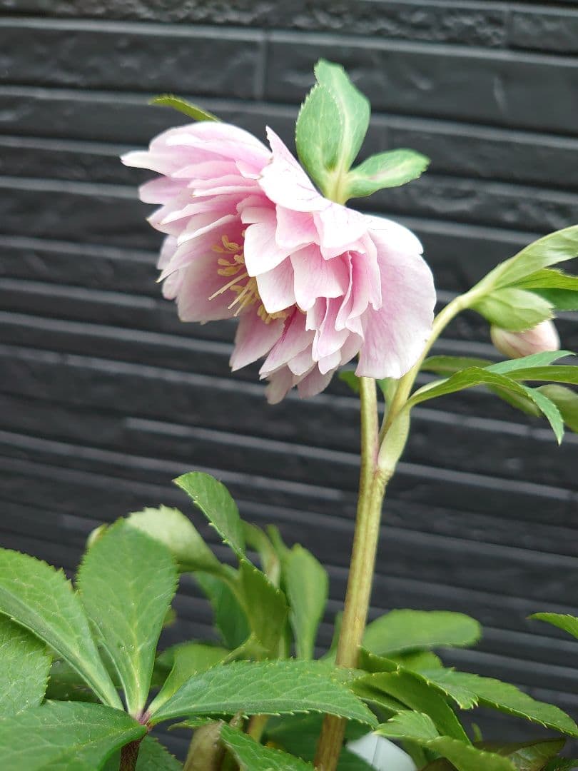 広瀬園芸　クリスマスローズ　Ｏ