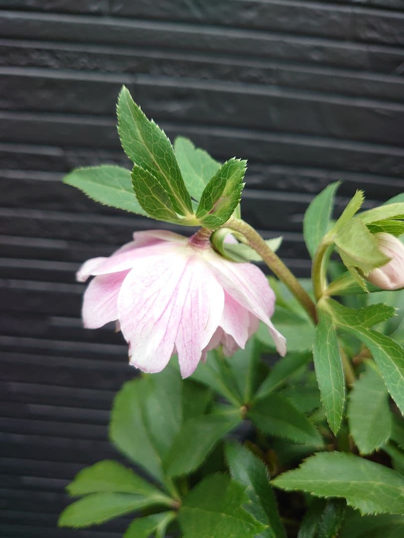 広瀬園芸　クリスマスローズ　Ｏ