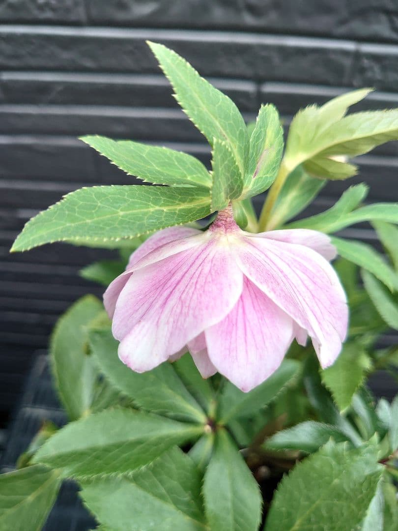 広瀬園芸　クリスマスローズ　Ｏ