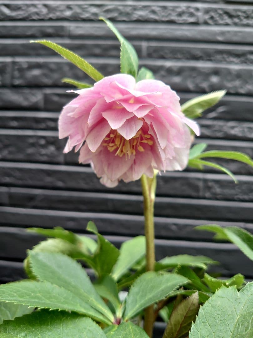 広瀬園芸　クリスマスローズ　Ｏ