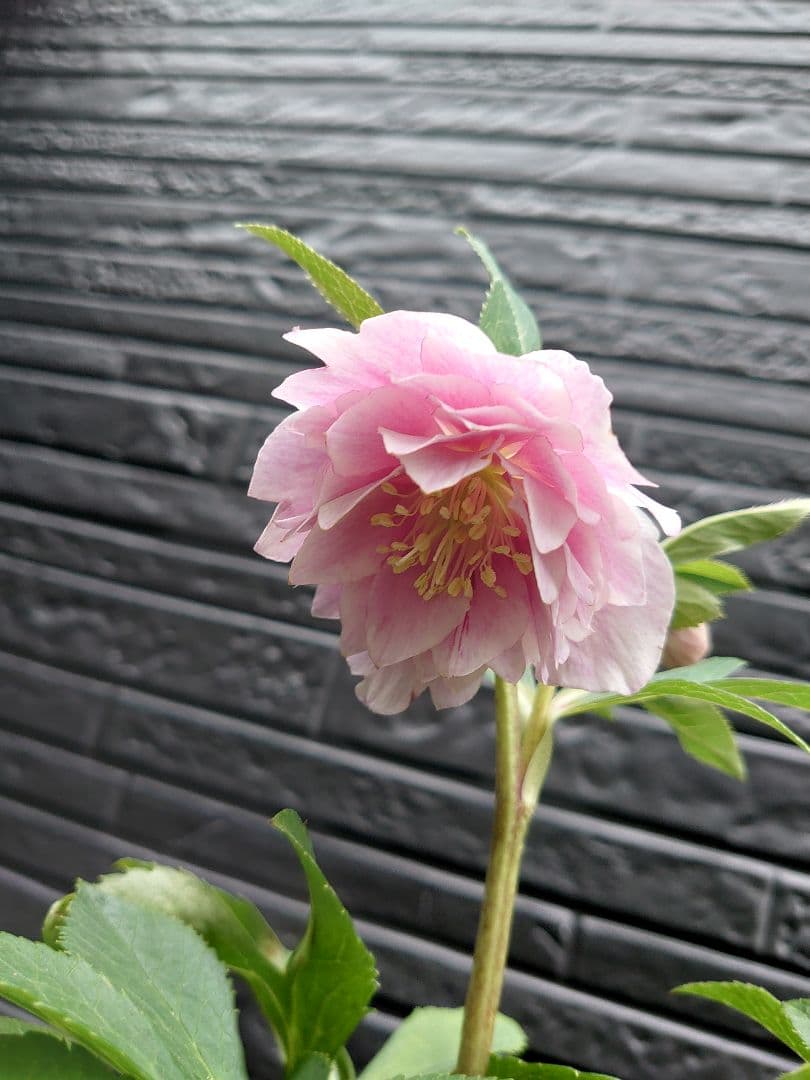 広瀬園芸　クリスマスローズ　Ｏ