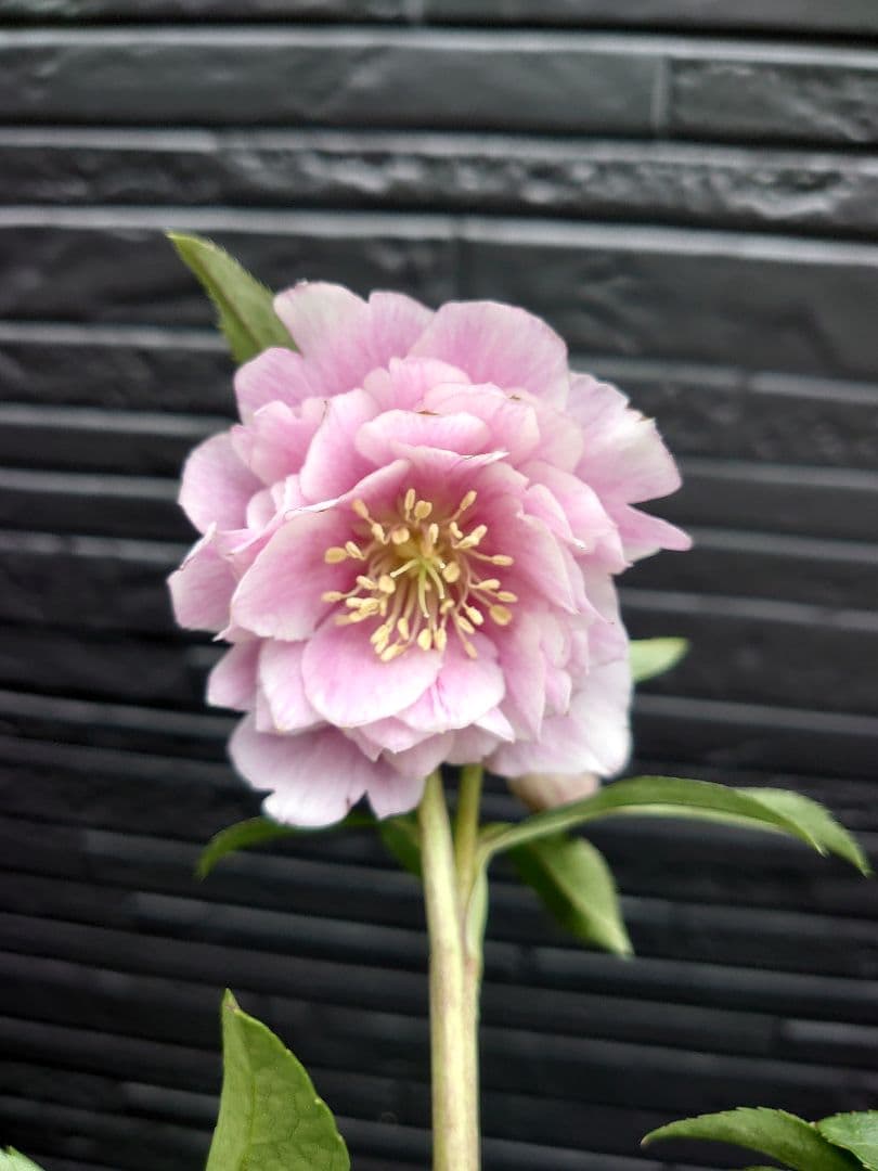 広瀬園芸　クリスマスローズ　Ｏ