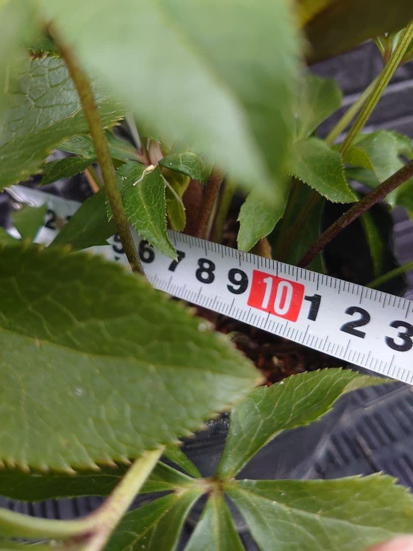 広瀬園芸　クリスマスローズ　Ｏ