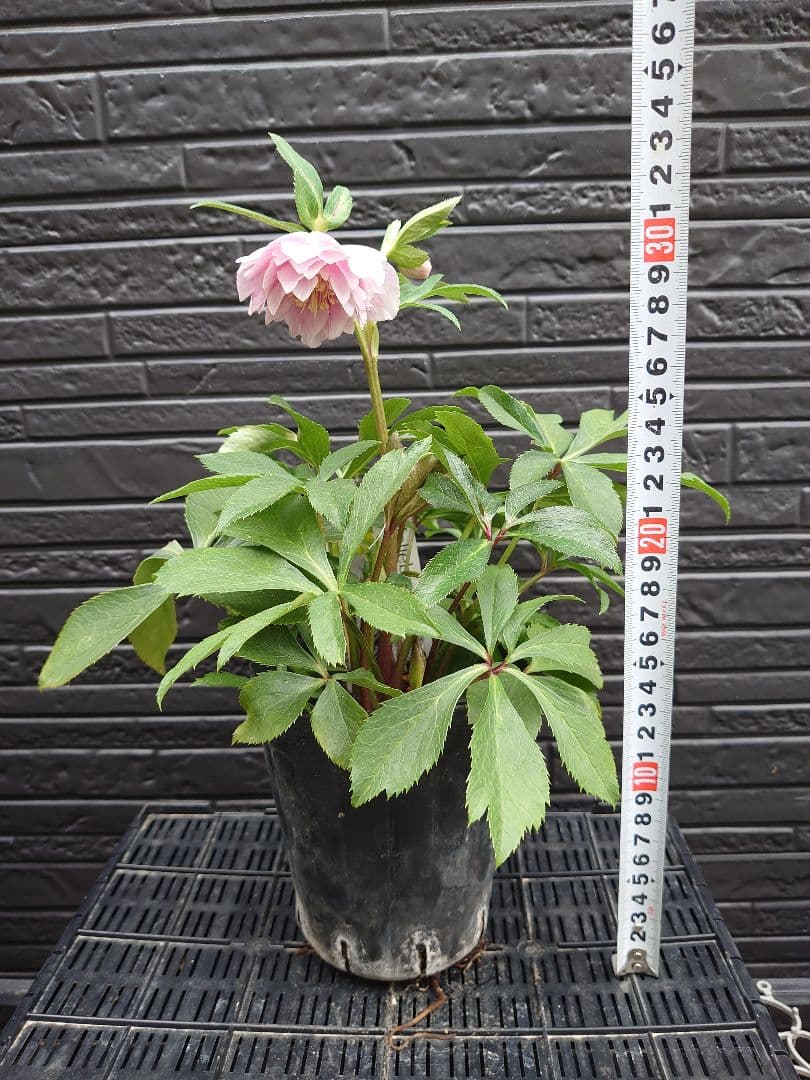 広瀬園芸　クリスマスローズ　Ｏ