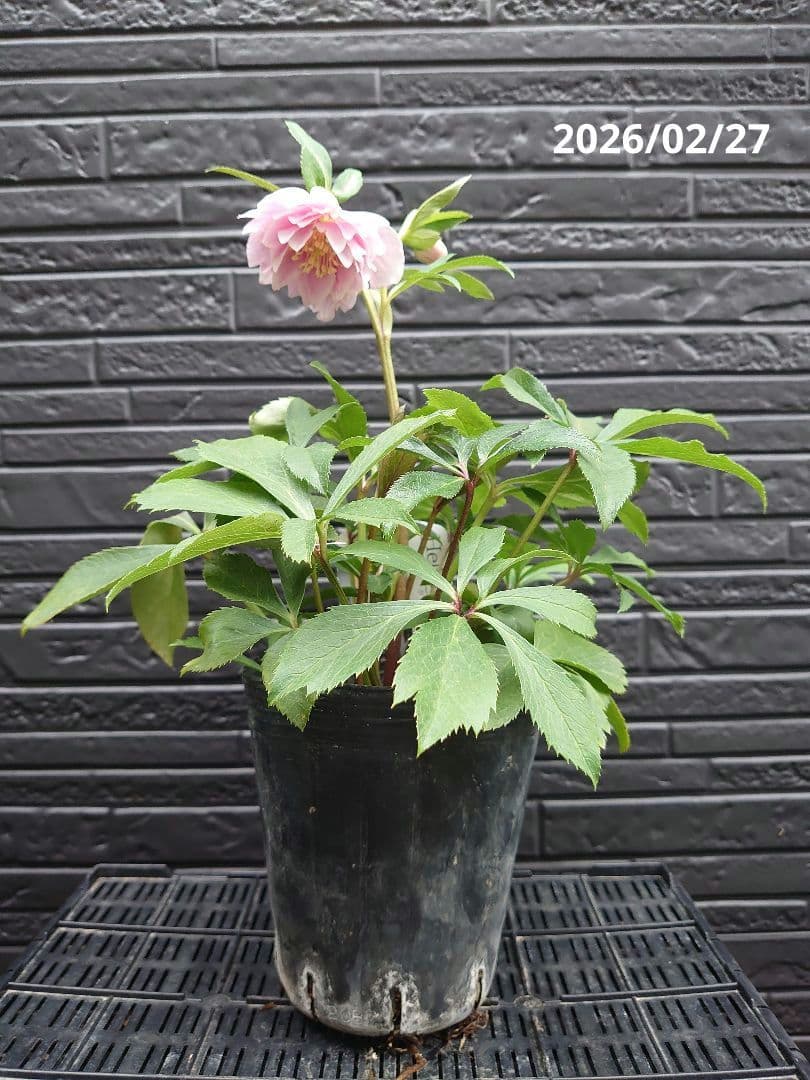 広瀬園芸　クリスマスローズ　Ｏ