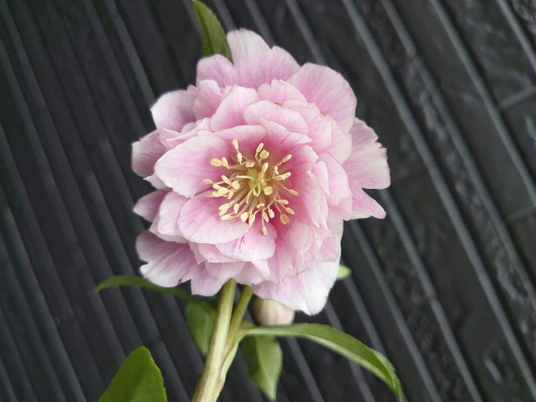 広瀬園芸　クリスマスローズ　Ｏ