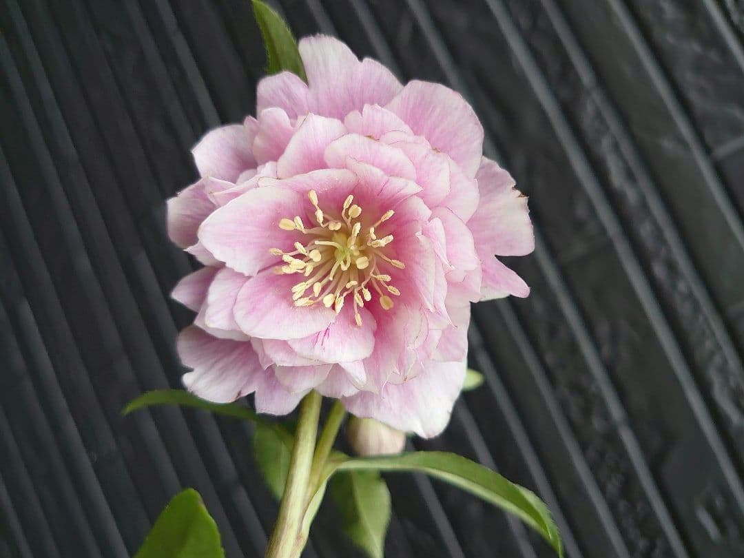 広瀬園芸　クリスマスローズ　Ｏ