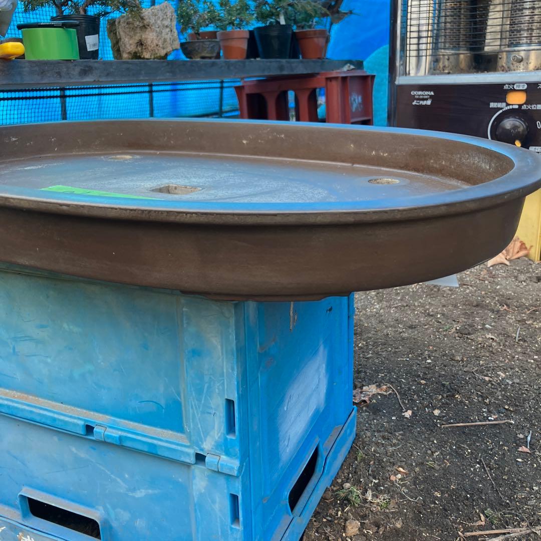 大型皿鉢　盆景　寄せ植え