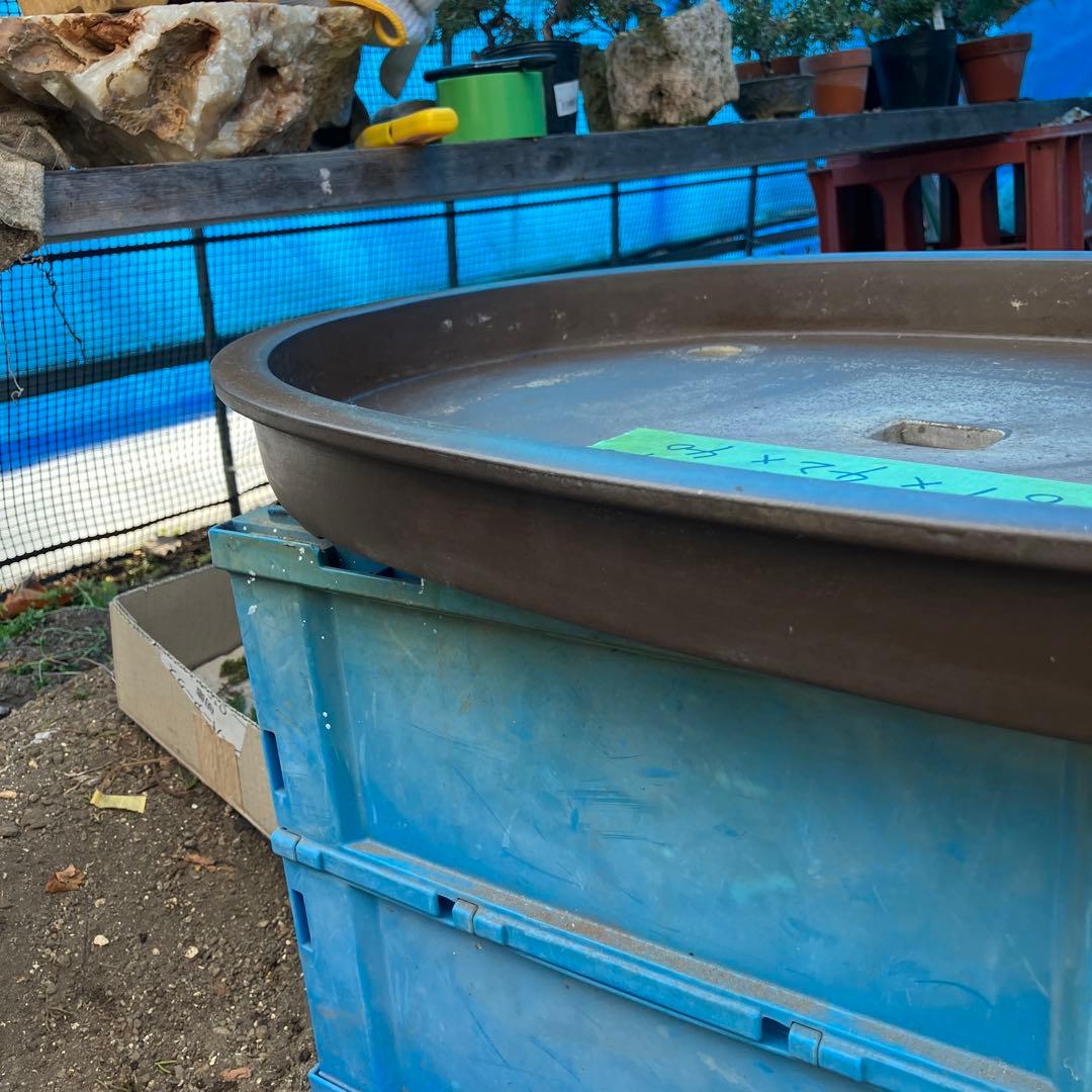 大型皿鉢　盆景　寄せ植え