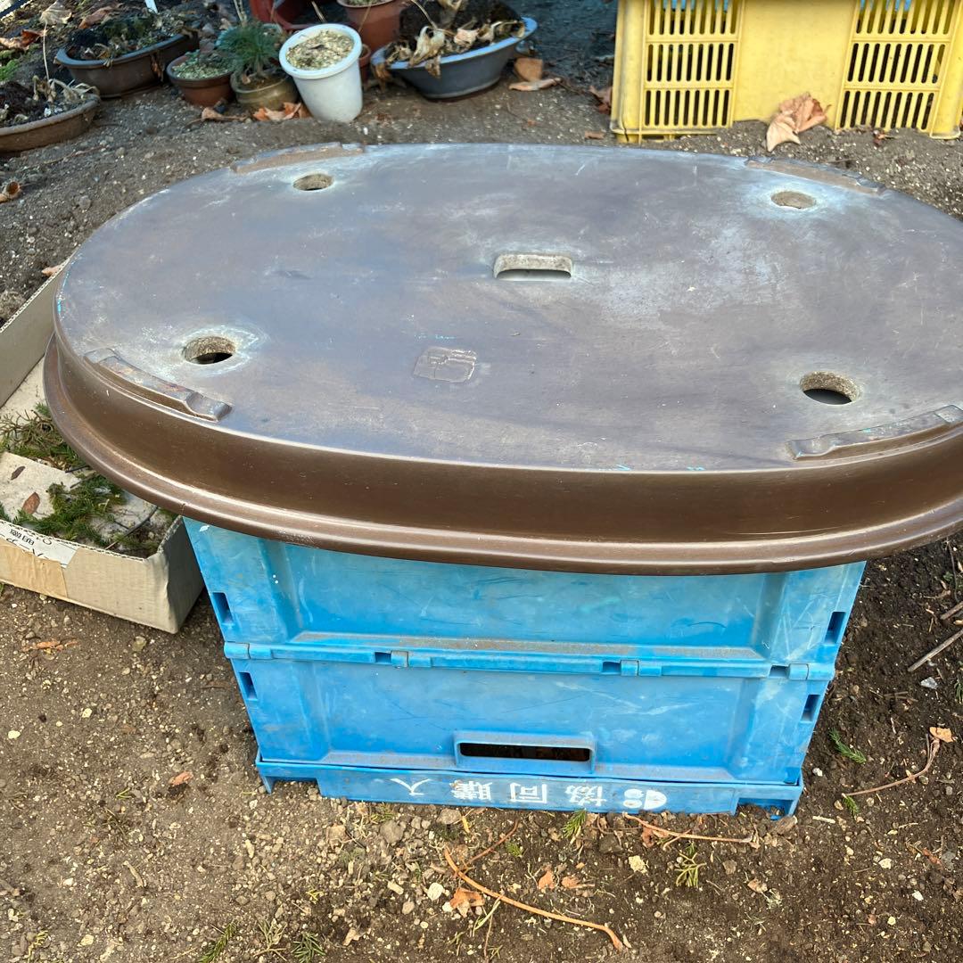 大型皿鉢　盆景　寄せ植え