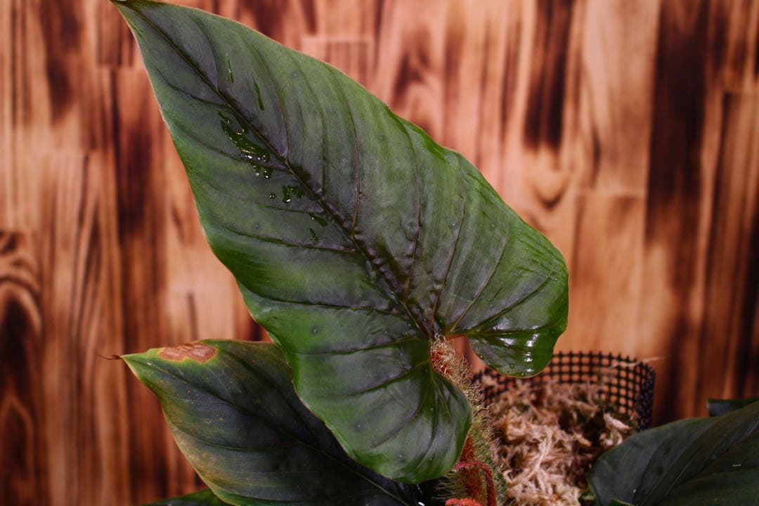 Philodendron serpens フィロデンドロン セルペンス 希少
