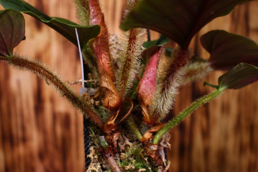 Philodendron serpens フィロデンドロン セルペンス 希少