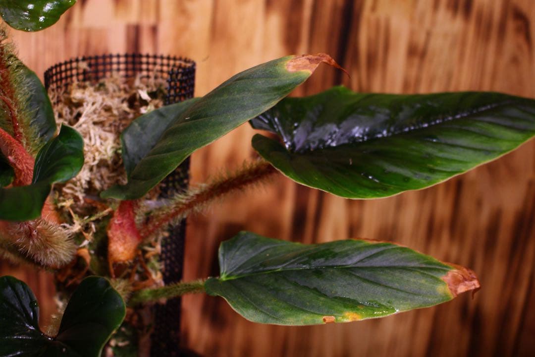 Philodendron serpens フィロデンドロン セルペンス 希少