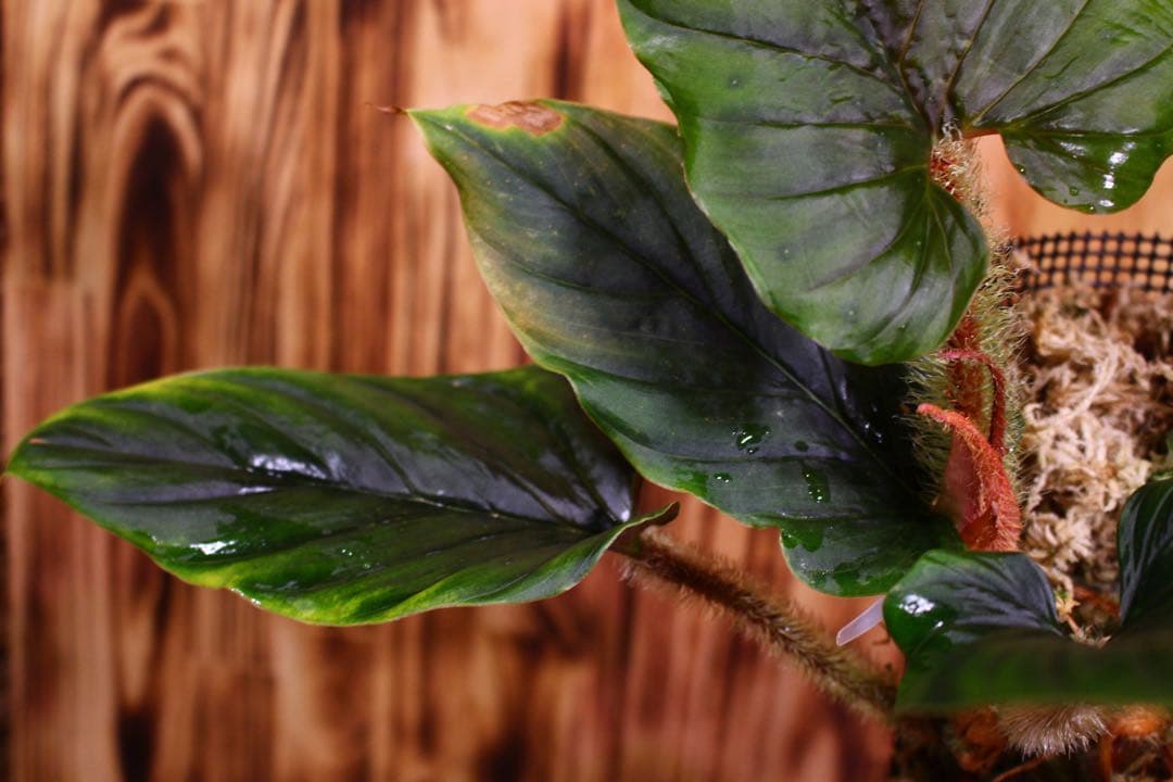 Philodendron serpens フィロデンドロン セルペンス 希少