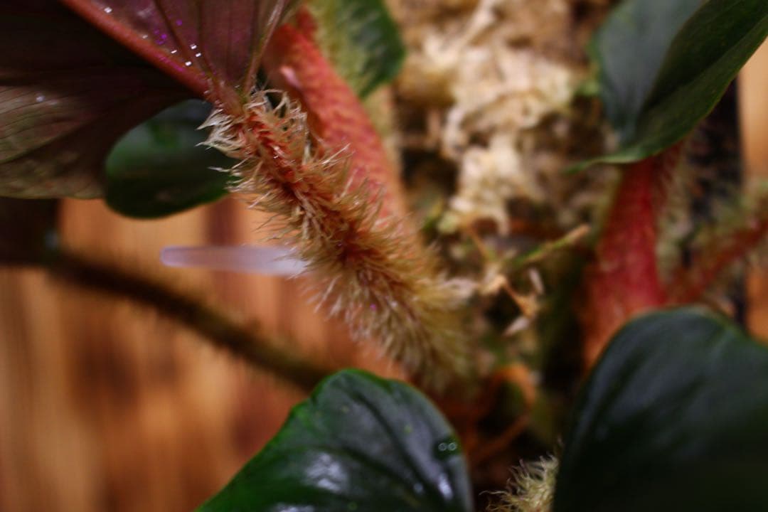 Philodendron serpens フィロデンドロン セルペンス 希少