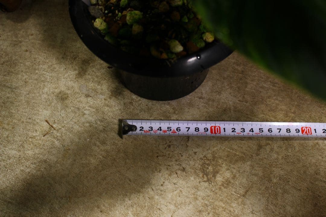 Philodendron serpens フィロデンドロン セルペンス 希少