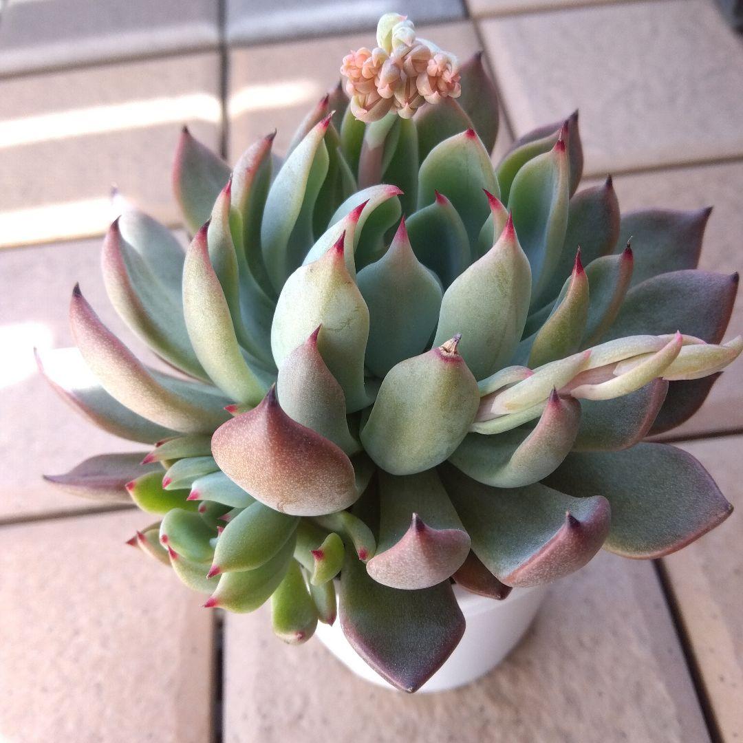 札付き 子株付✡️でっかい011赤鬼✡️ミックスベリア 多肉 抜き苗 おらいさん