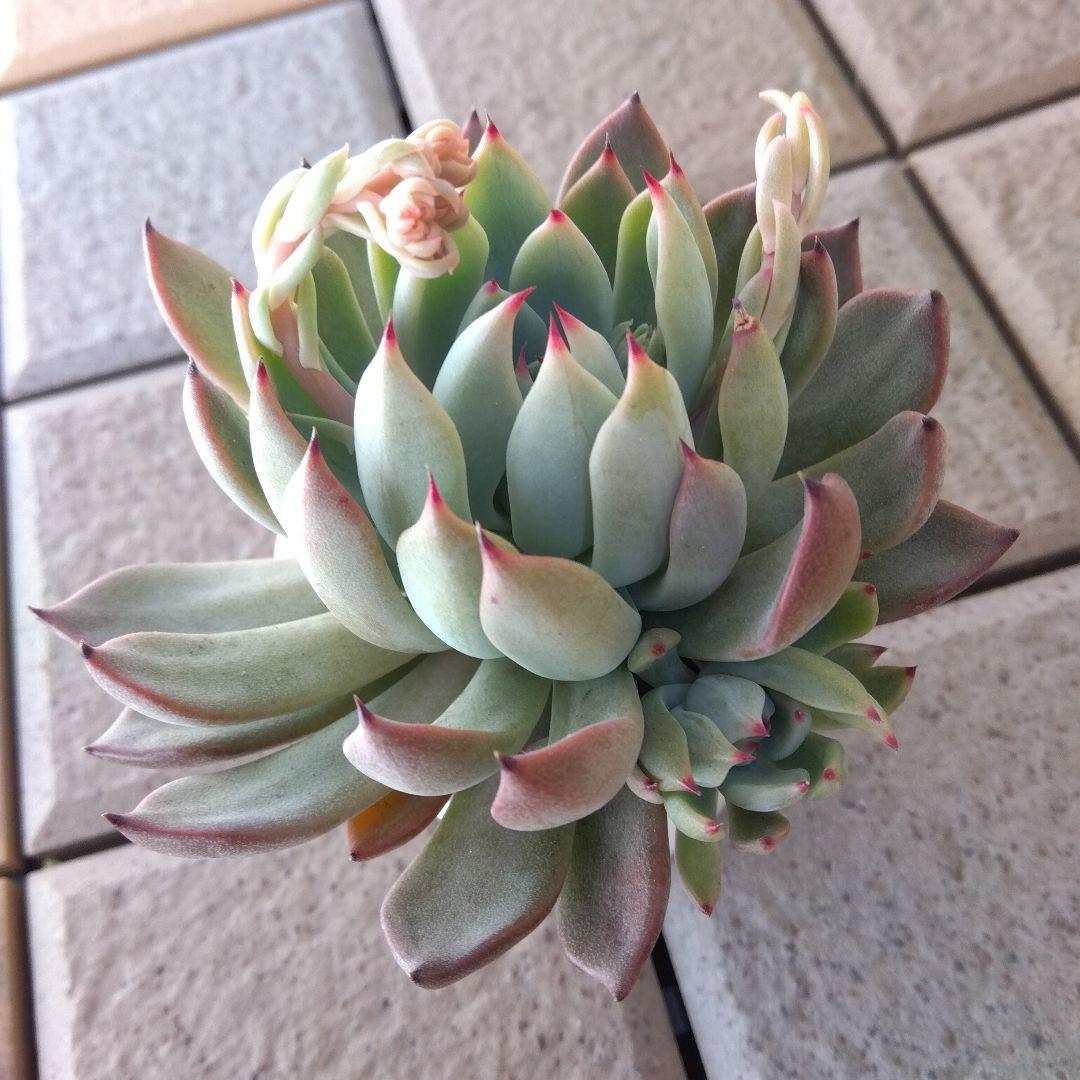 札付き 子株付✡️でっかい011赤鬼✡️ミックスベリア 多肉 抜き苗 おらいさん