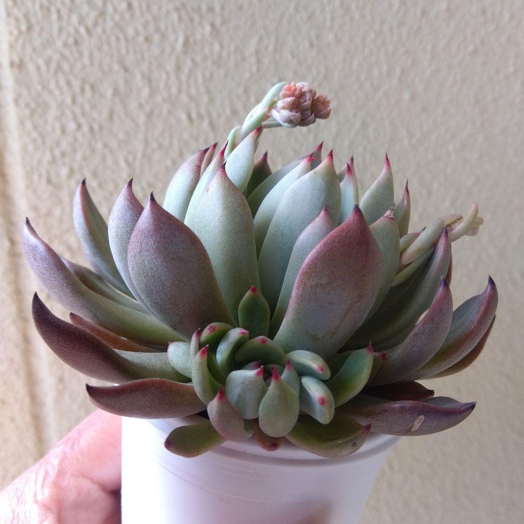 札付き 子株付✡️でっかい011赤鬼✡️ミックスベリア 多肉 抜き苗 おらいさん