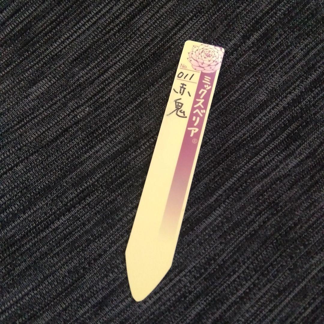 札付き 子株付✡️でっかい011赤鬼✡️ミックスベリア 多肉 抜き苗 おらいさん