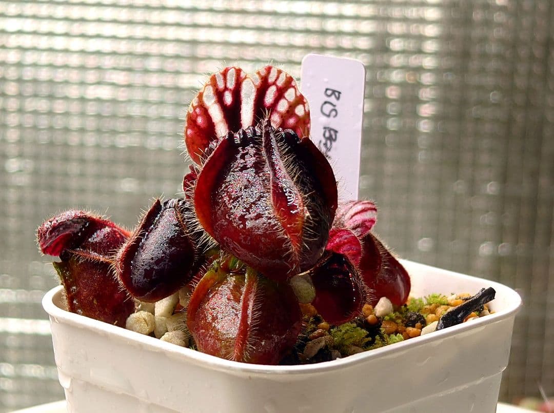 セファロタス ビッグボーイ① 食虫植物 【匿名配送】