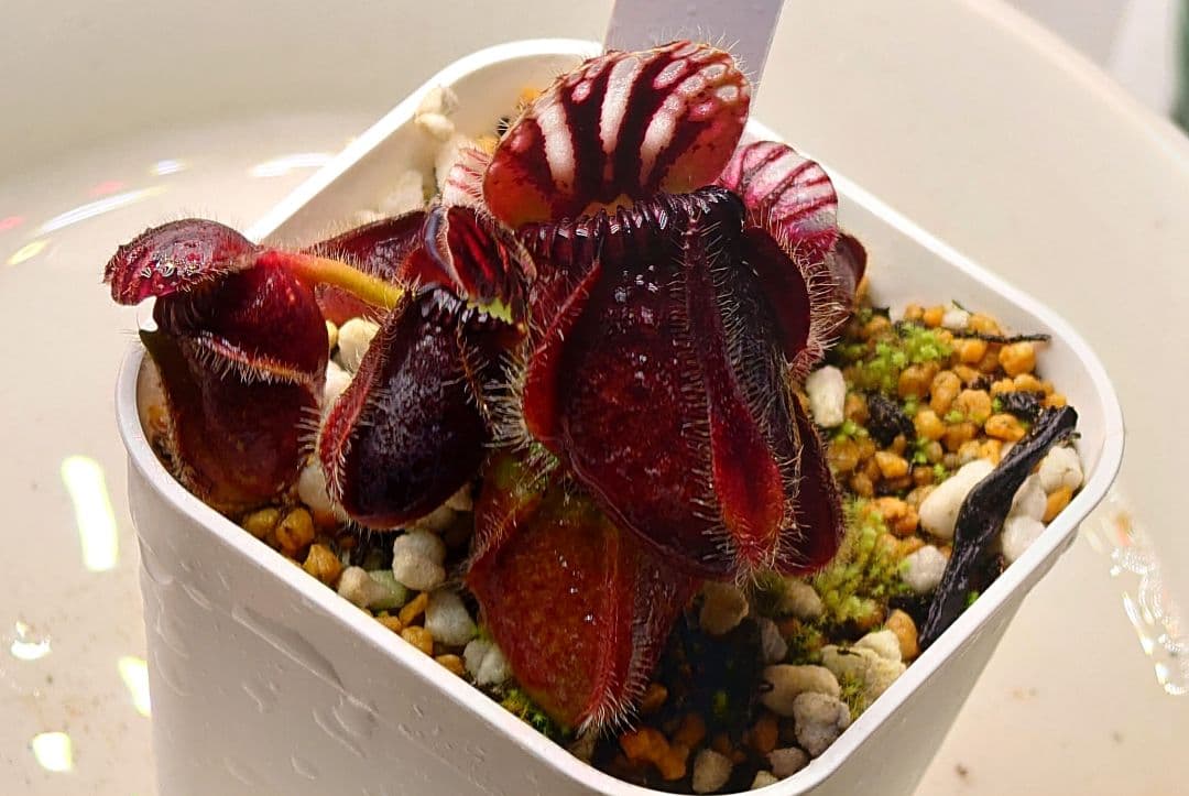 セファロタス ビッグボーイ① 食虫植物 【匿名配送】