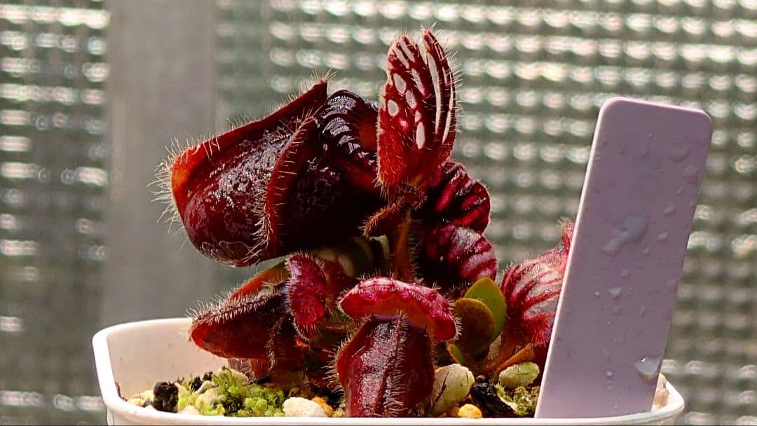 セファロタス ビッグボーイ① 食虫植物 【匿名配送】