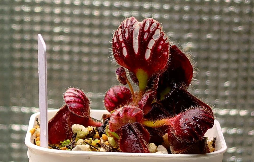 セファロタス ビッグボーイ① 食虫植物 【匿名配送】