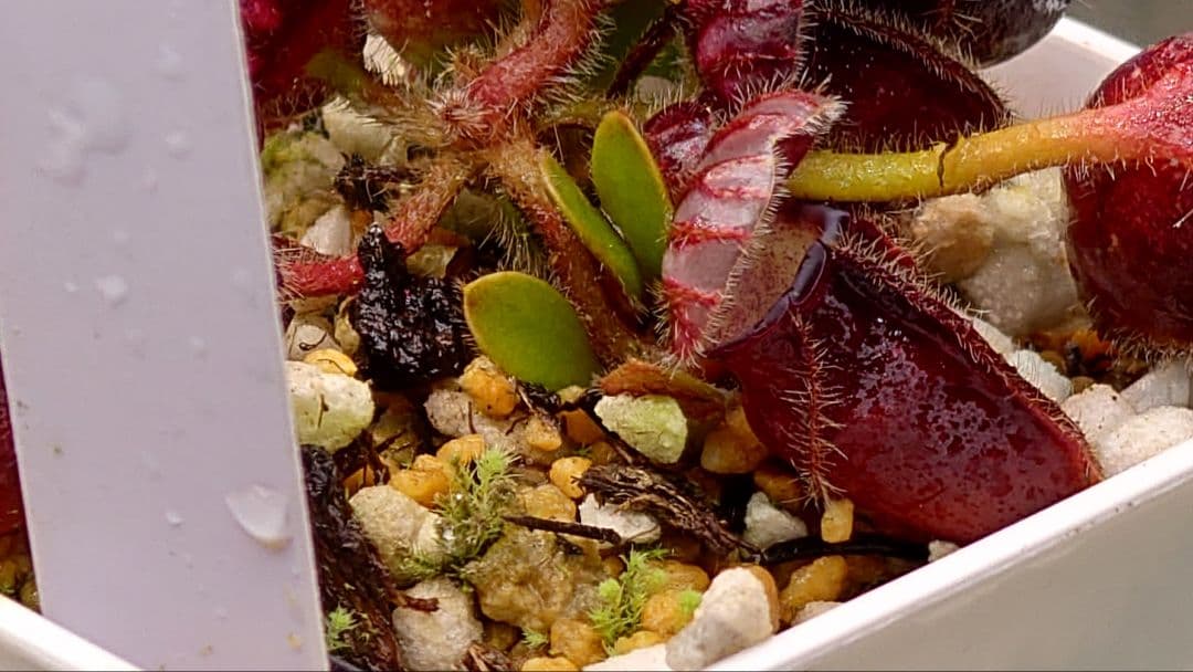 セファロタス ビッグボーイ① 食虫植物 【匿名配送】