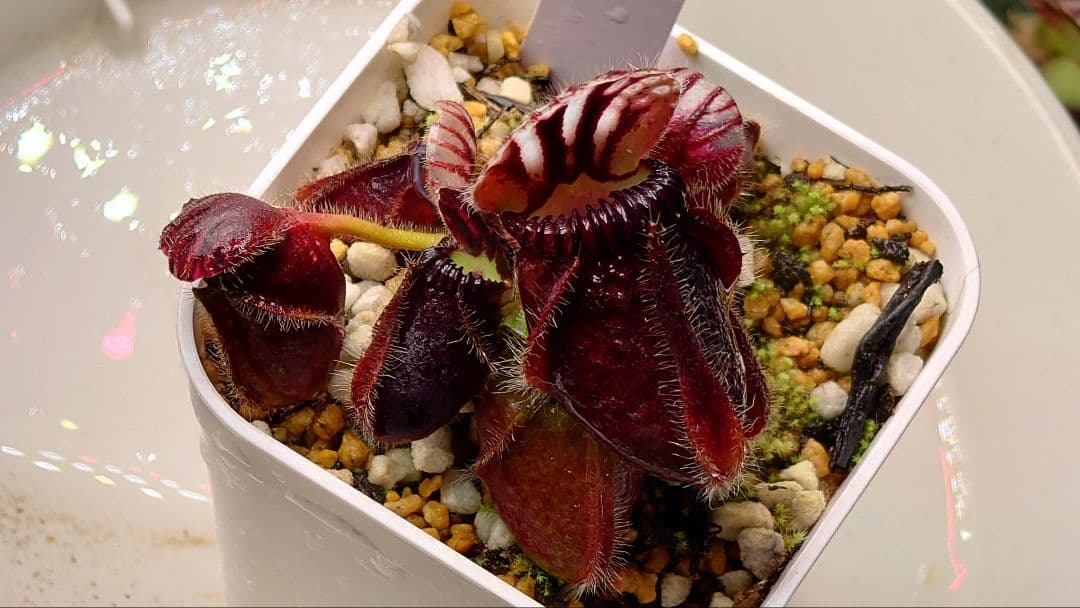 セファロタス ビッグボーイ① 食虫植物 【匿名配送】