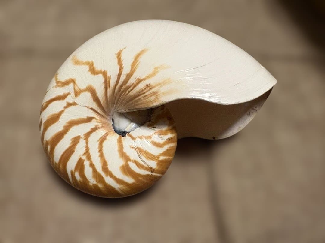 【美品大型】　オウムガイ　インテリア　標本　貝殻　貝